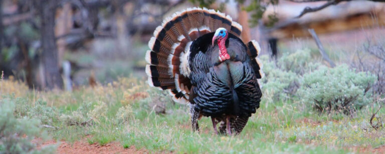 turkey