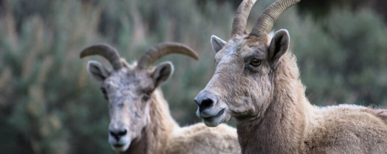 goats