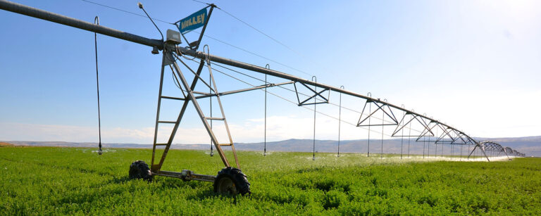 large pivot in alfalfa