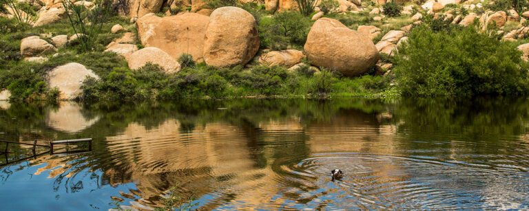 dog swimming