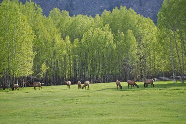 Idaho Ranch For Sale - Chapman's Cloverly Ranch - Sun Valley, ID offered by Hall and Hall
