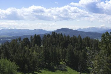 Montana Ranch For Sale - Timber Ridge Ranch - Bozeman, MT offered by Hall and Hall