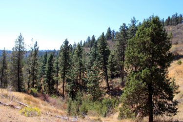 Oregon Retreat For Sale - South Running Y Ranch - Klamath Falls, OR offered by Hall and Hall