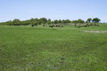 Kansas Ranch For Sale - Caney River Ranch - Cedar Vale, KS offered by Hall and Hall