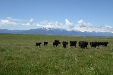 Montana Ranch For Sale - L-BO Creek Ranch - Roberts, MT offered by Hall and Hall