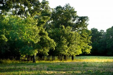 Texas Ranch For Sale - Walnut Creek Ranch - Malakoff, TX offered by Hall and Hall