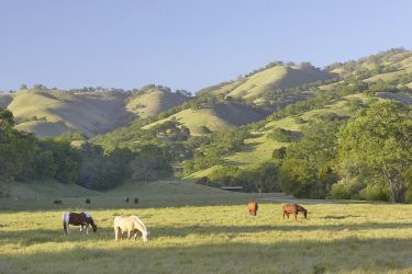 California Recreational For Sale - Oak Ridge Ranch - Carmel Valley Village, CA offered by Hall and Hall