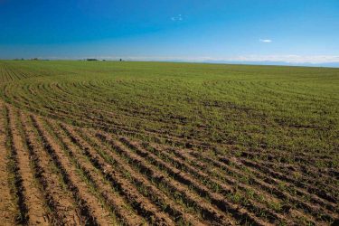 Montana Farm For Sale - Porter Bench Farm - Conrad, MT offered by Hall and Hall