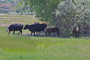 Wyoming Ranch For Sale - Wyoming Horse Ranch - Greybull, WY offered by Hall and Hall