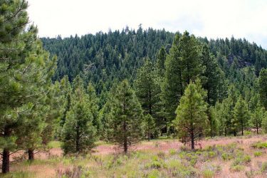 Oregon Timber For Sale - West Klamath Ranch - Klamath Falls, OR offered by Hall and Hall