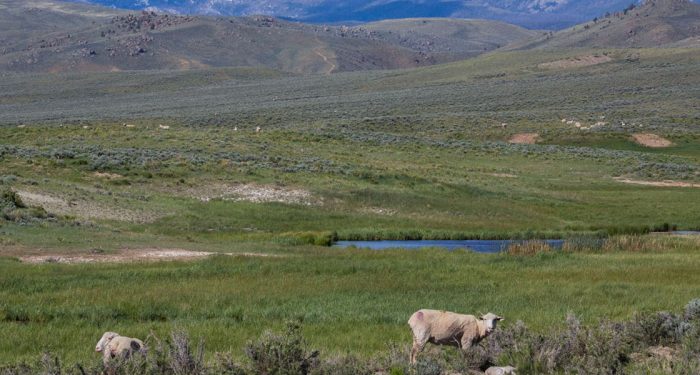 Lambing Season on Big Sandy River Ranch