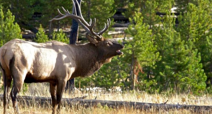 Elk Hunting on Nebraska Ranches