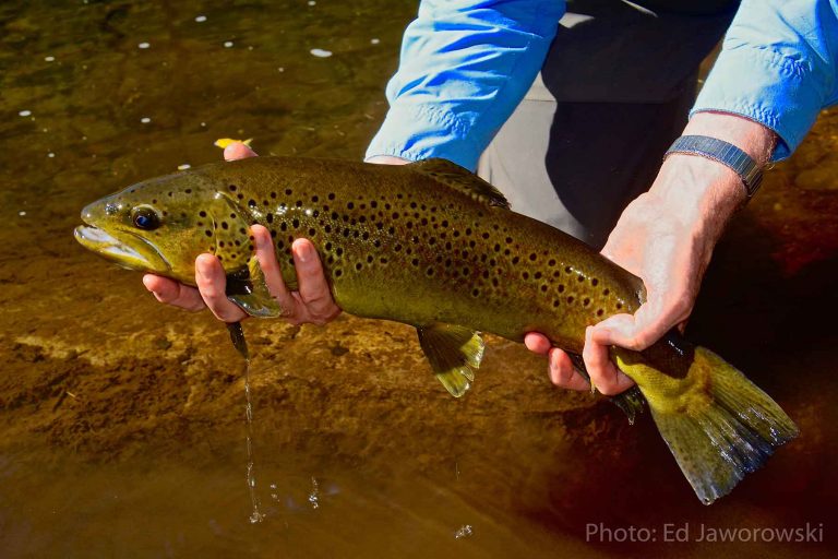 Trout Season