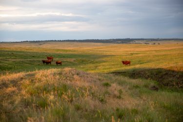 Colorado Ranch For Sale - South Comanche Ranch - Byers, CO offered by Hall and Hall