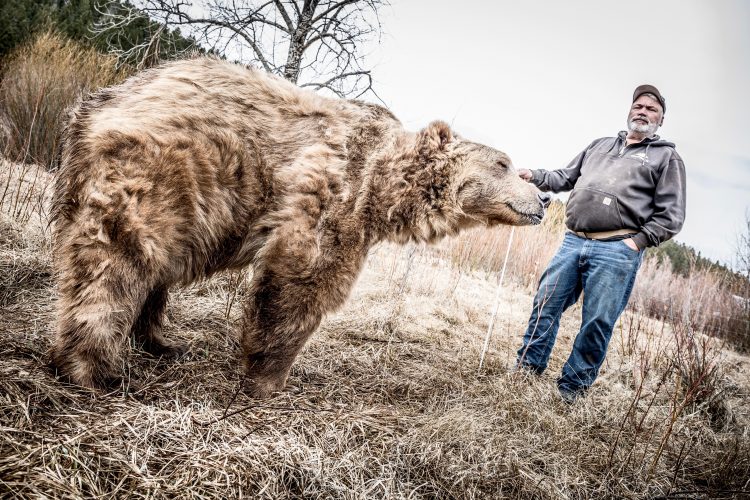 grizzly bears climb trees