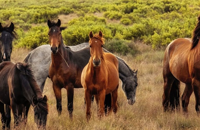 Recreational Real Estate Loans Hall and Hall Financing