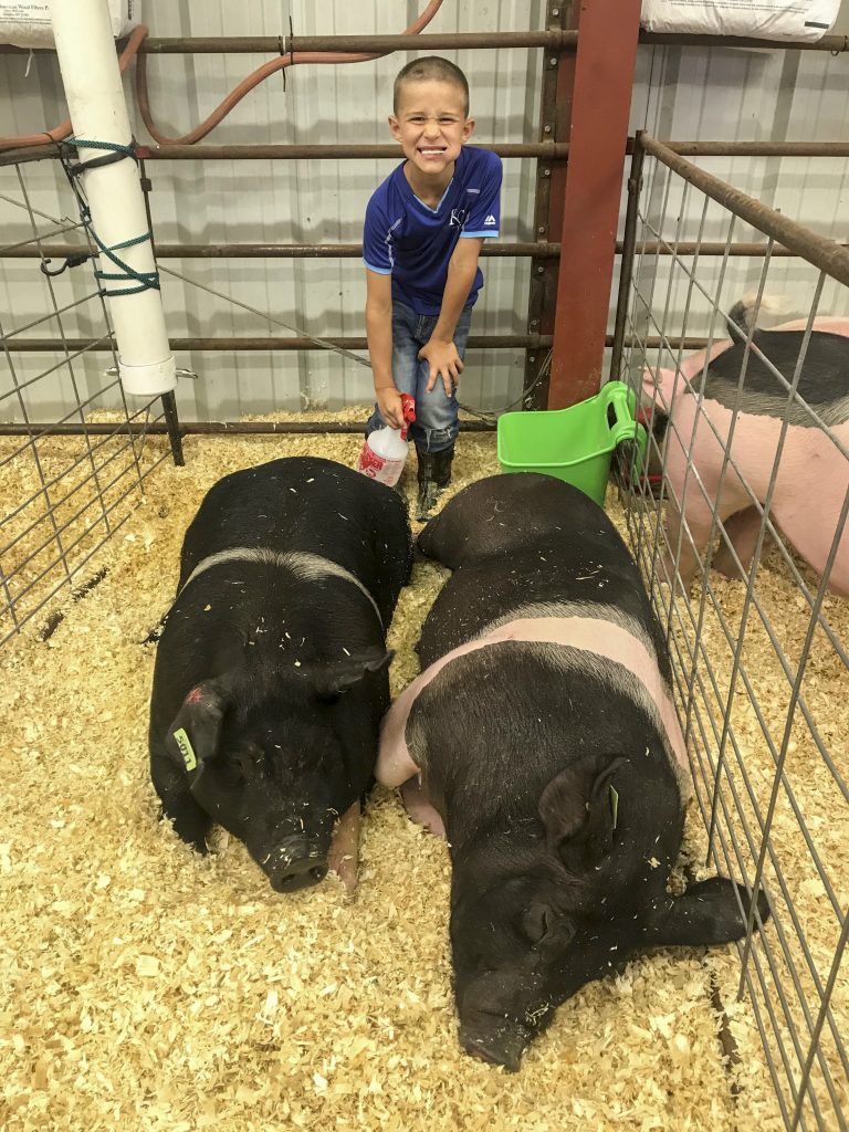 Knox with his market swine