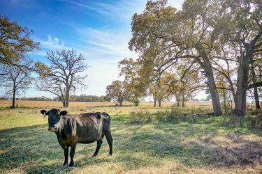 Texas Ranch For Sale - Pooles Creek Ranch - Madisonville, TX offered by Hall and Hall
