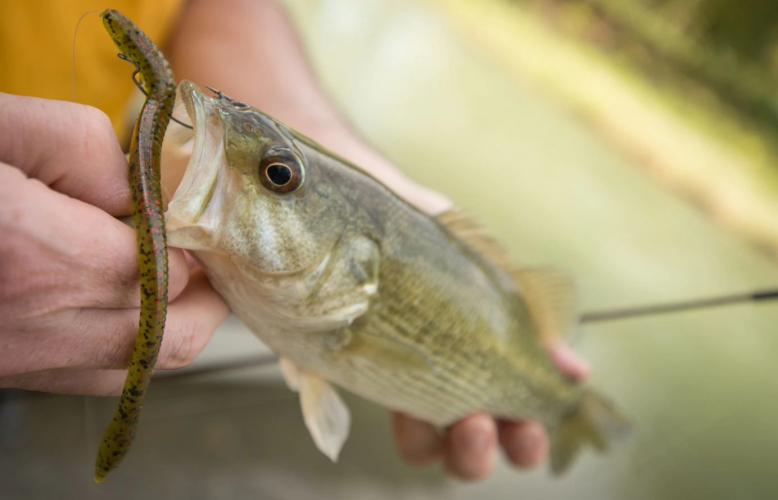  Bass Fly Fishing - Here s What You Need to Know - Hall and Hall