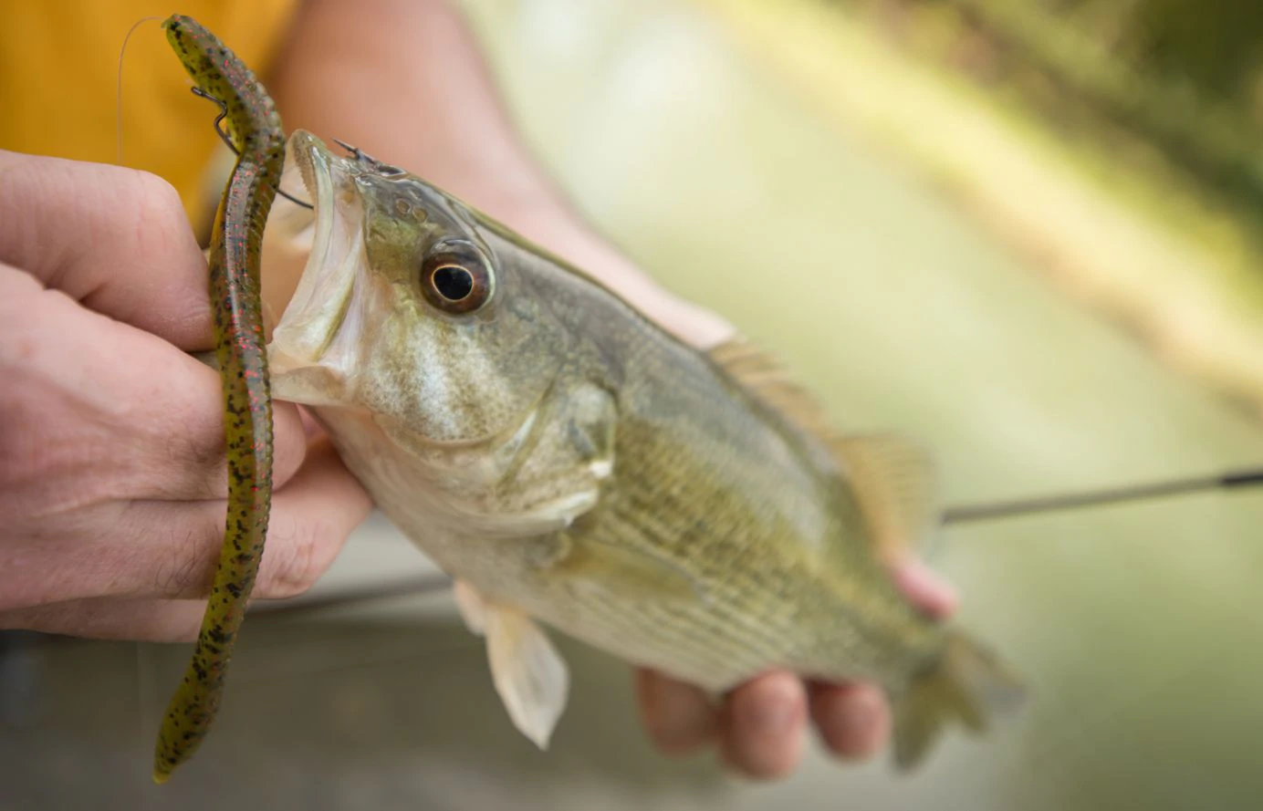 Bass Fly Fishing - Here's What You Need to Know - Hall and Hall