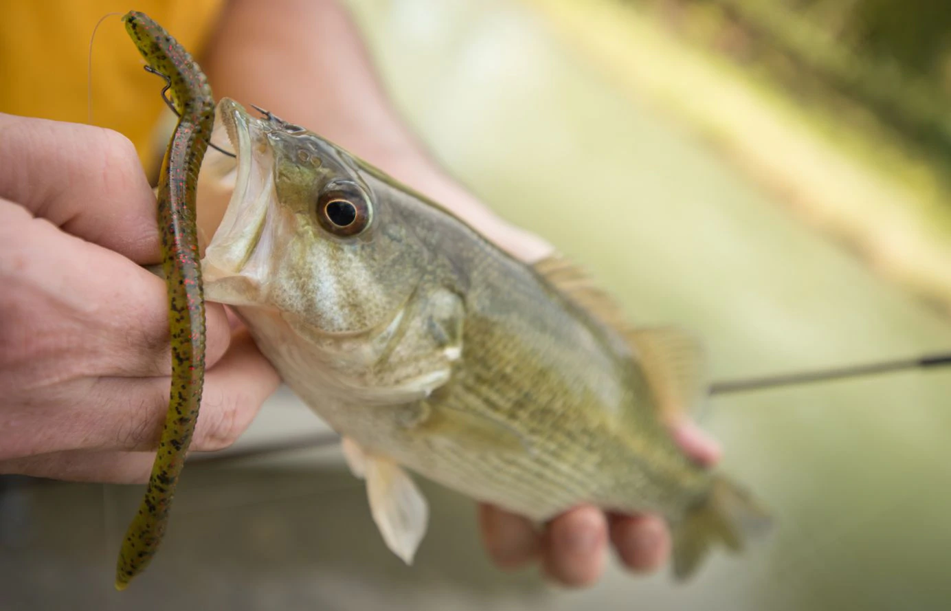 First decent sized bass on the fly rod : r/flyfishing