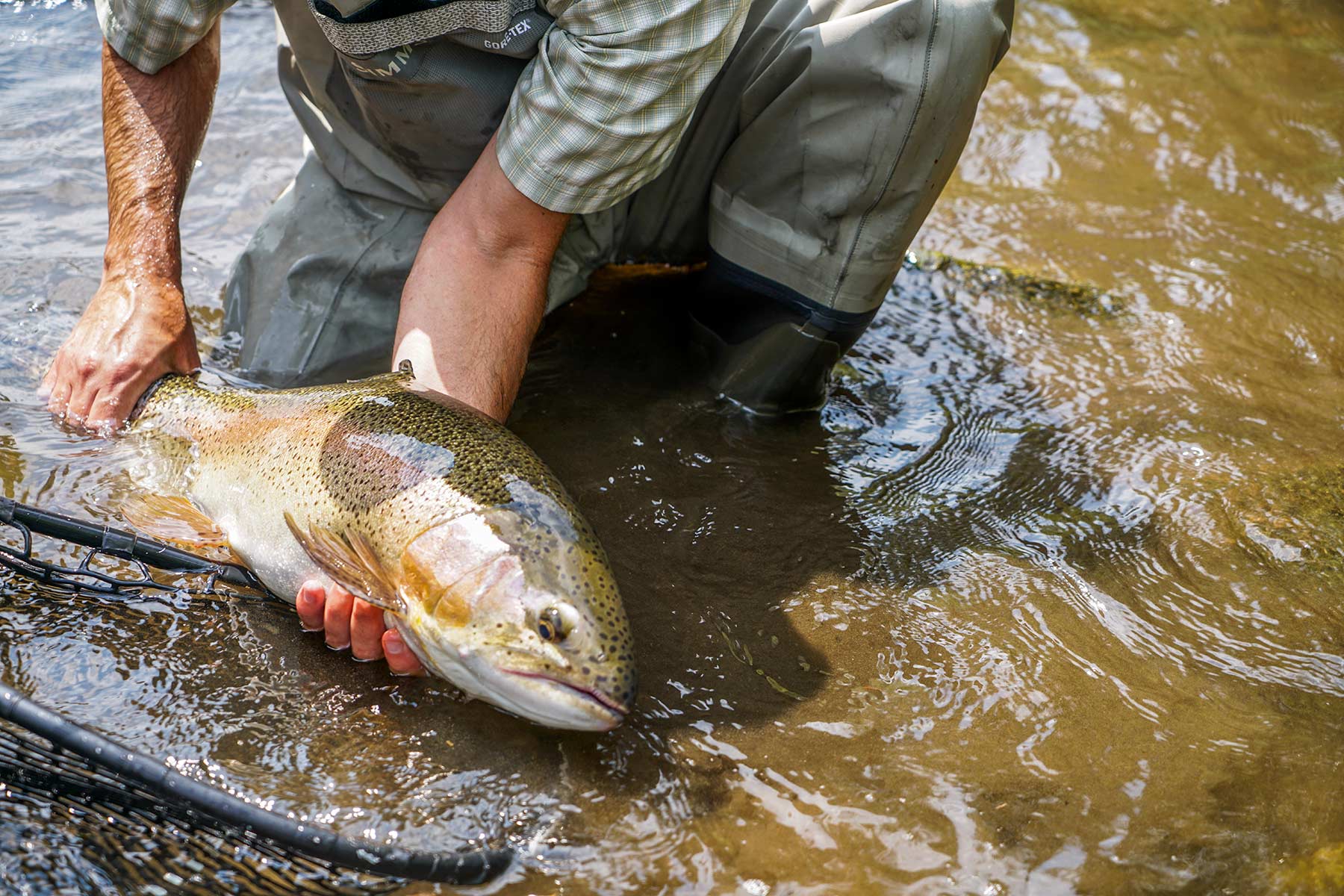 Fishing for Trout on the Colorado River