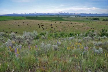 Idaho Ranch For Sale - Teton Vistas Ranch - Felt, ID offered by Hall and Hall
