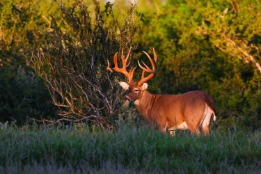 Ranches For Sale Browse Ranches By Location Hall And Hall Ranches For Sale Browse Ranches By Location Hall And Hall