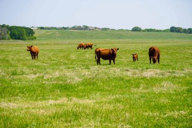 Texas Ranch For Sale - Plummers Creek Ranch - Groesbeck, TX offered by Hall and Hall