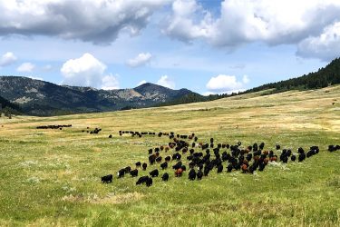 Ranches For Sale Browse Ranches By Location Hall And Hall