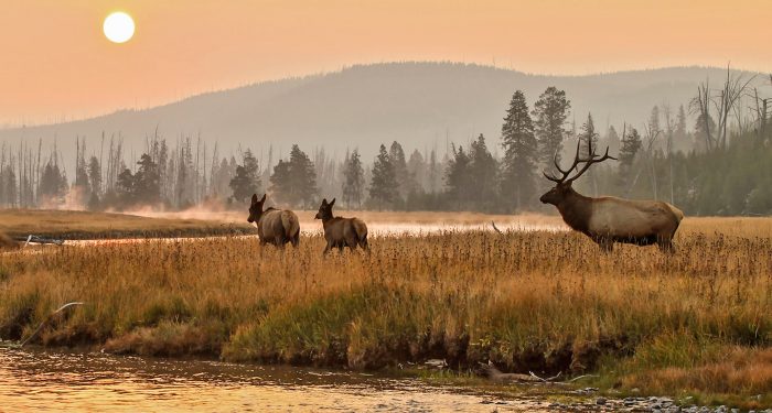 elk hunting Archives - Hall and Hall
