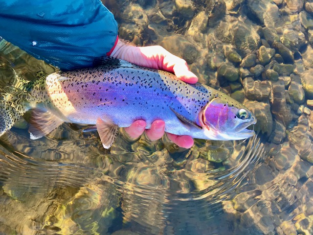 Fall Fly Fishing