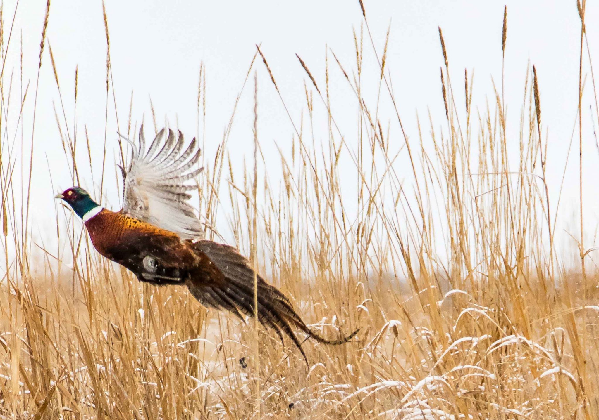 South Dakota Pheasant Hunting Hall and Hall