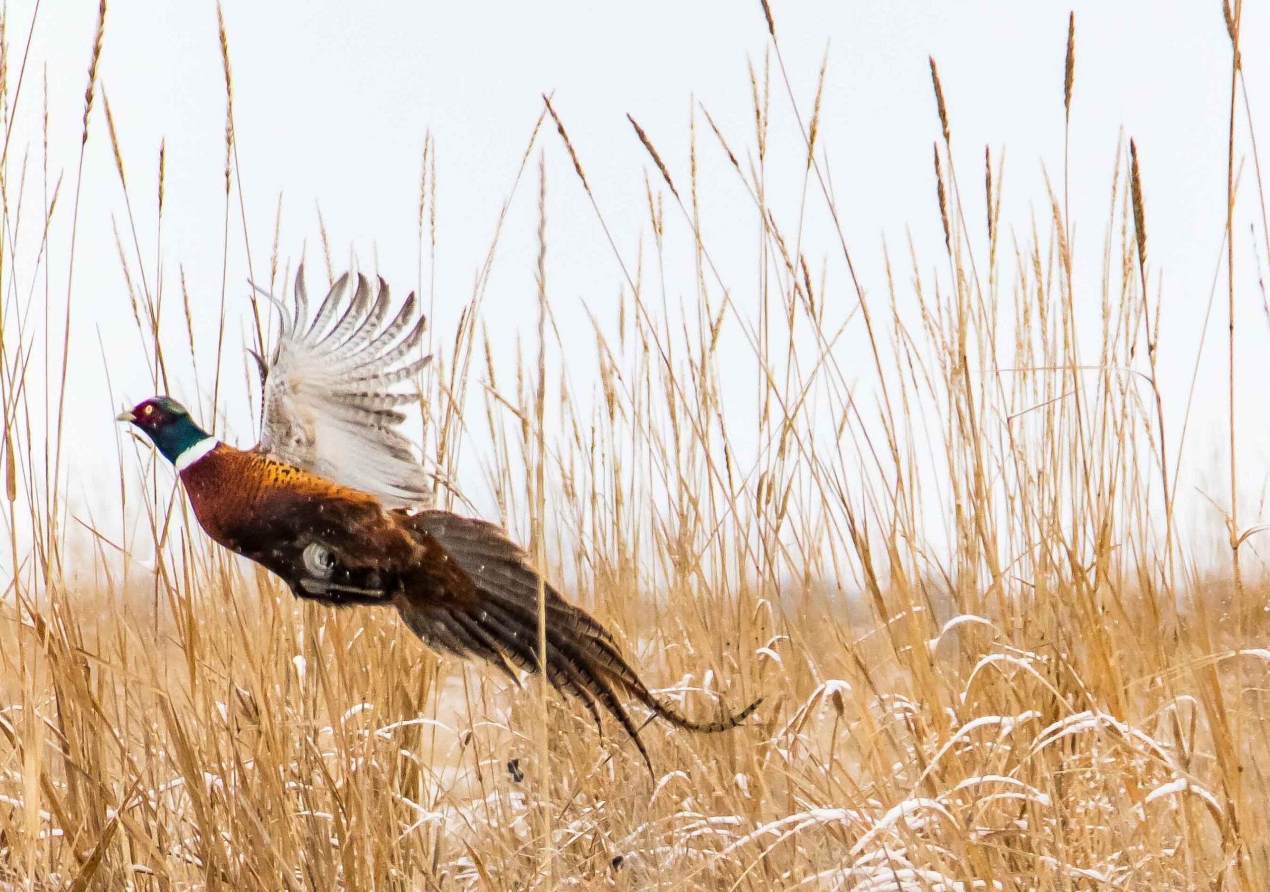 Pheasant Hunting Pictures