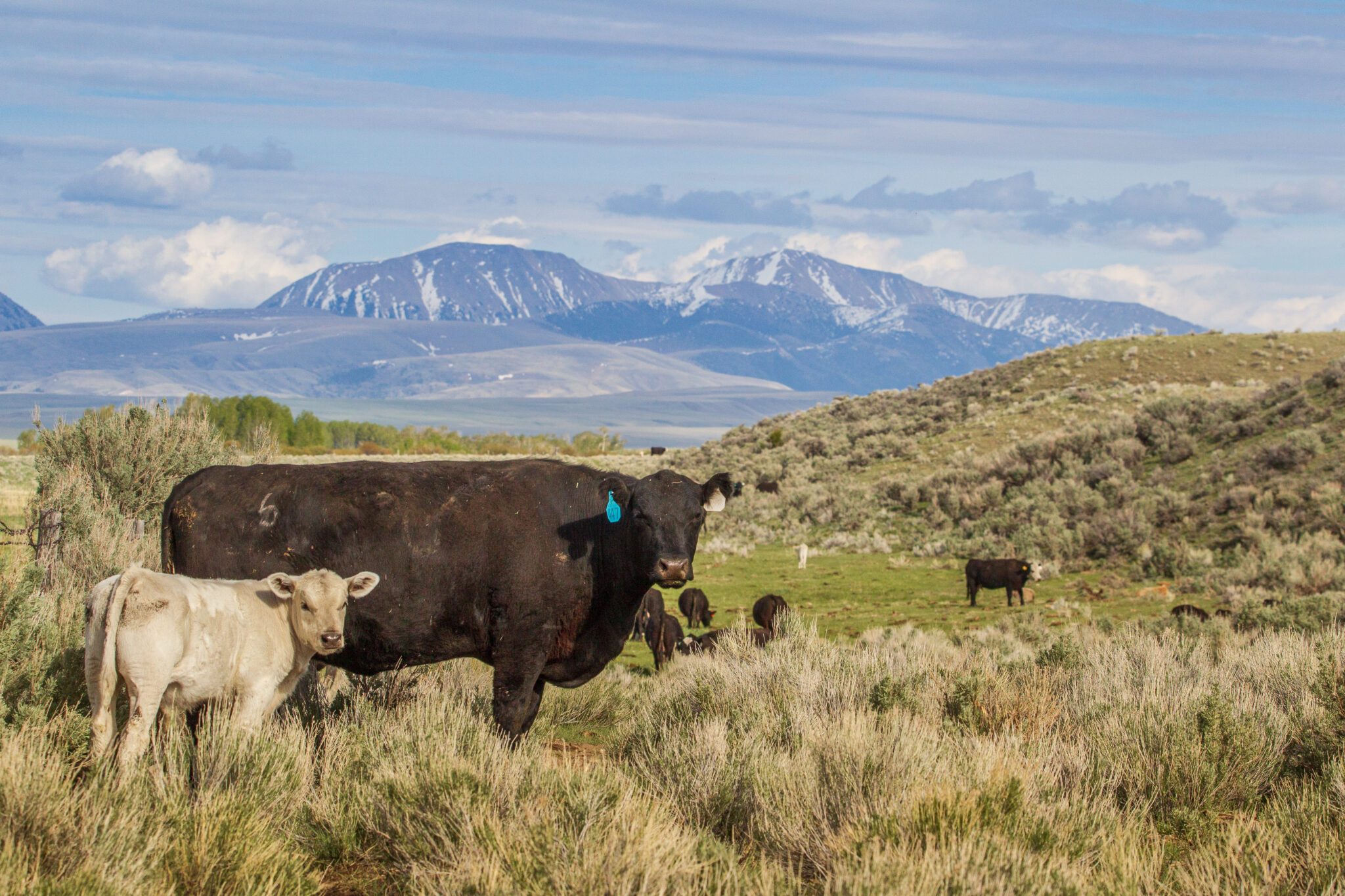 Beaverhead Ranch & a New Era of Ag Stewardship Hall & Hall