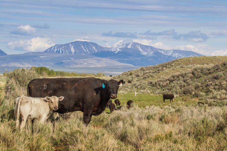 beaverhead ranch cattle