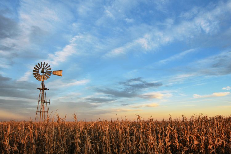 windmill in corn field