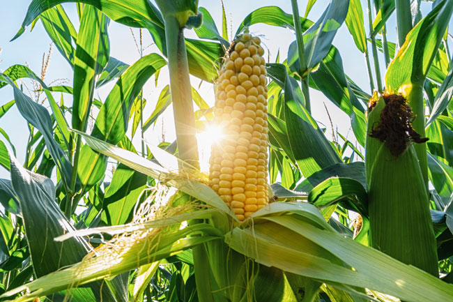 Husked ear of corn still on plant