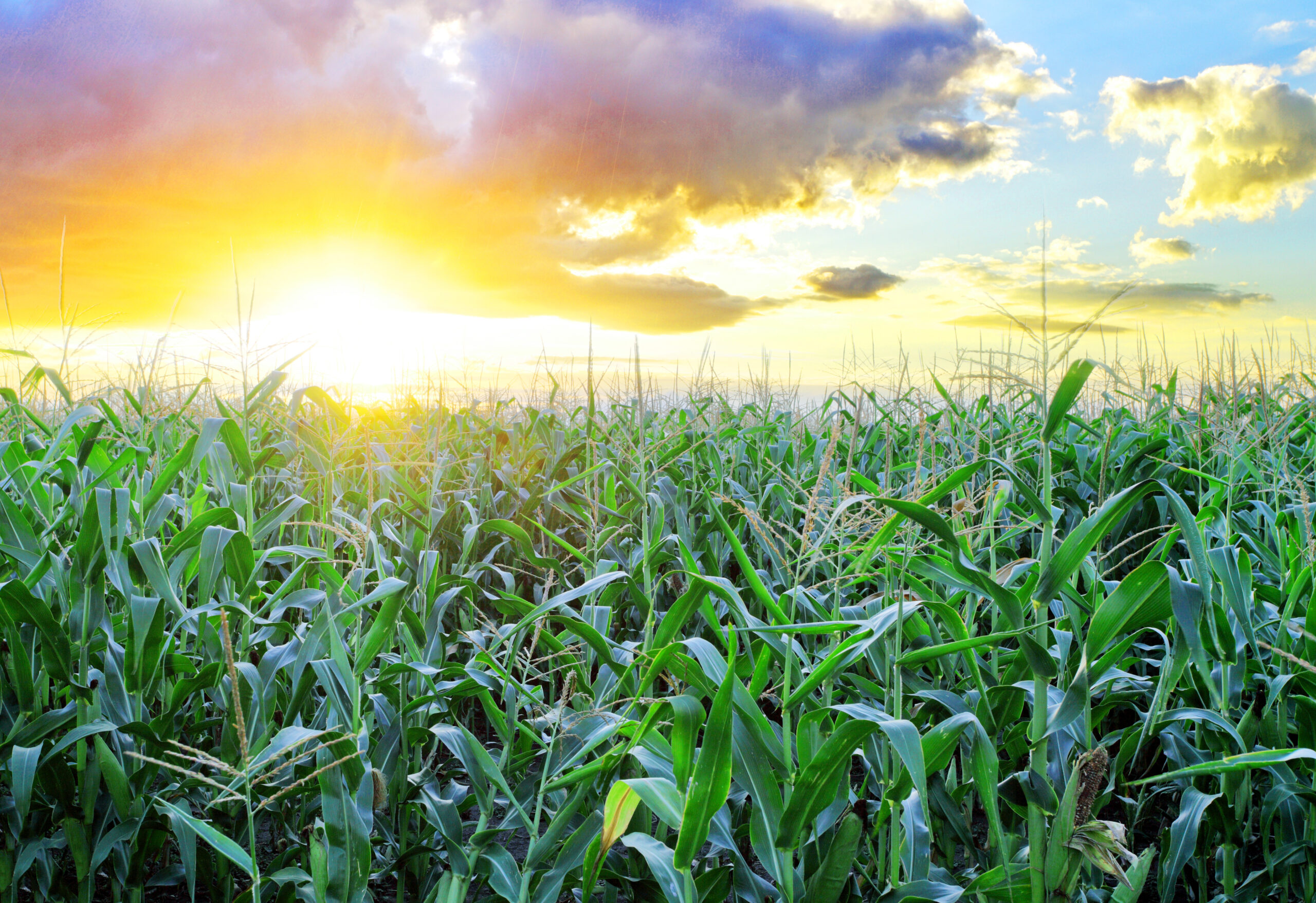 rother auction corn field