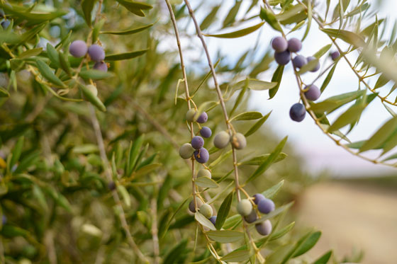 olives on tree