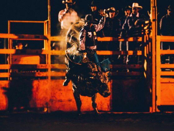 bull riding