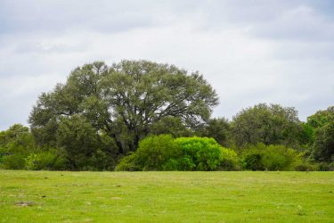 Texas Ranch For Sale - Clark's Creek Ranch - Yoakum, TX offered by Hall and Hall