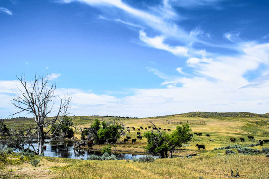 Watering Hole