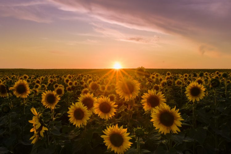 sunflowers-sunset