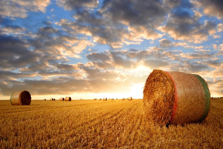 hay-bales