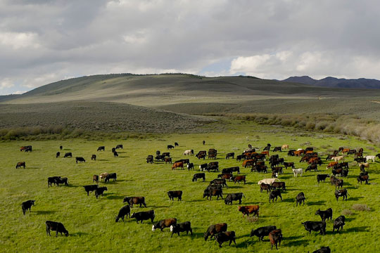 grazing cattle