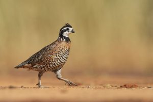 bobwhite