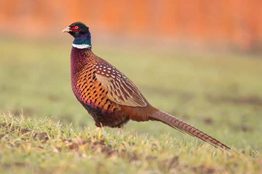 pheasant