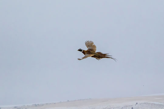 in flight