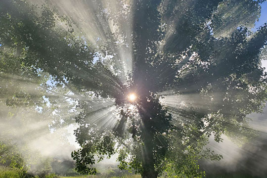 gods rays and tree